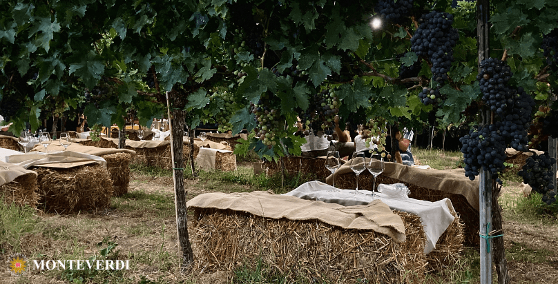 Balle di fieno al posto dei tavoli, apperecchiate per un suggestivo aperitivo in vigna presso l'azienda Agricola Monteverdi