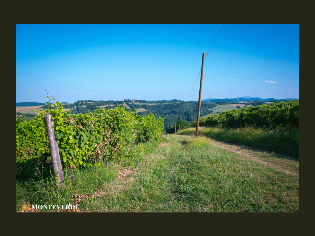 Panorama vigneto nelle colline di Pontedell'olio Piacenza. 